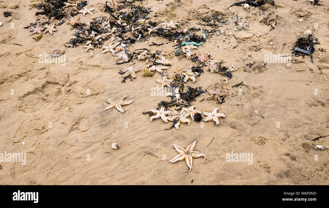 Starfish Ramsgate Hundreds were killed hi-res stock photography and images - Alamy