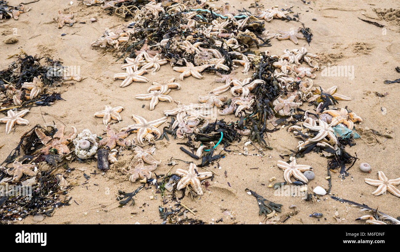 Starfish Ramsgate Hundreds were killed hi-res stock photography and images - Alamy