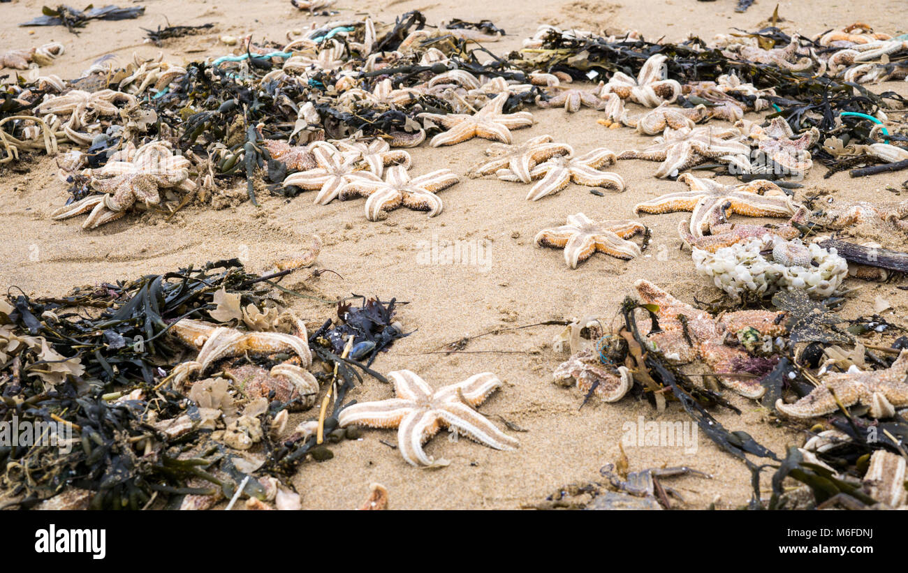 Starfish Ramsgate Hundreds were killed hi-res stock photography and images - Alamy