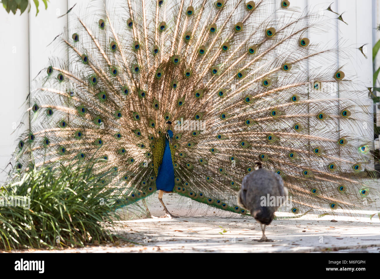 03 March 2018 - Coconut Grove, Flordia, USA: A Peacock puts on a display for a passing Peahen during mating season on a residential street Stock Photo