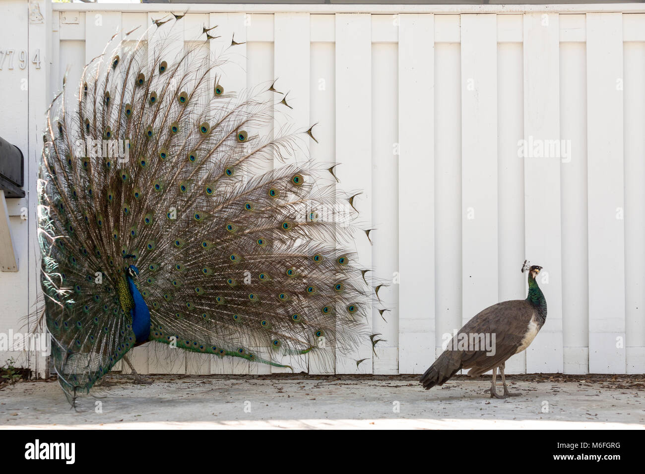 03 March 2018 - Coconut Grove, Flordia, USA: A Peacock puts on a display for a passing Peahen during mating season on a residential street Stock Photo