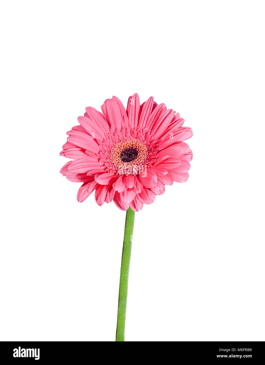 Gentle Gerbera daisy flower with pink petals and green stem close up, isolated on a white background Stock Photo