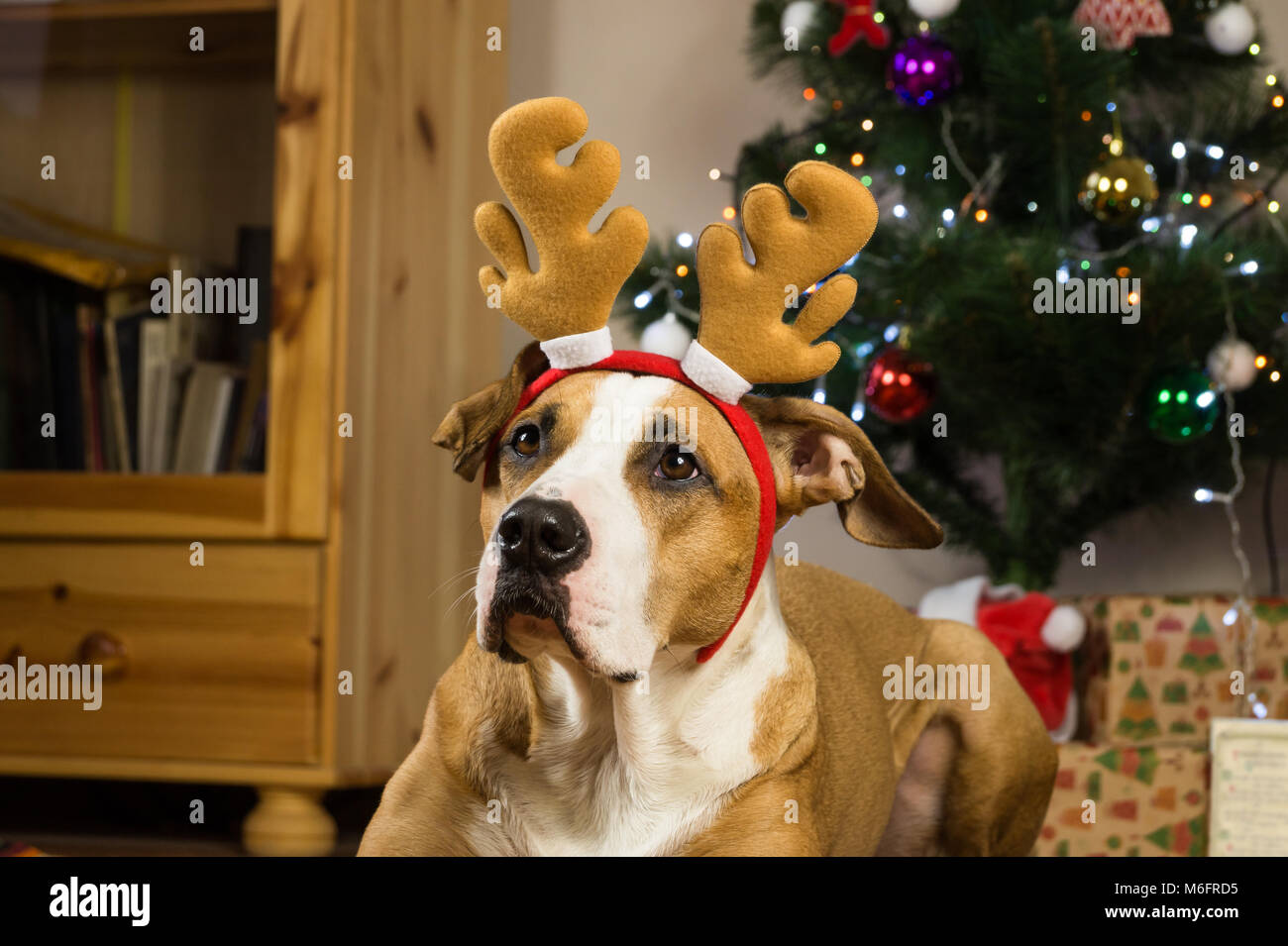 Staffordshire terrier dog dressed up for winter holidays in living room next to christmas tree and gifts wrapped in packpaper Stock Photo