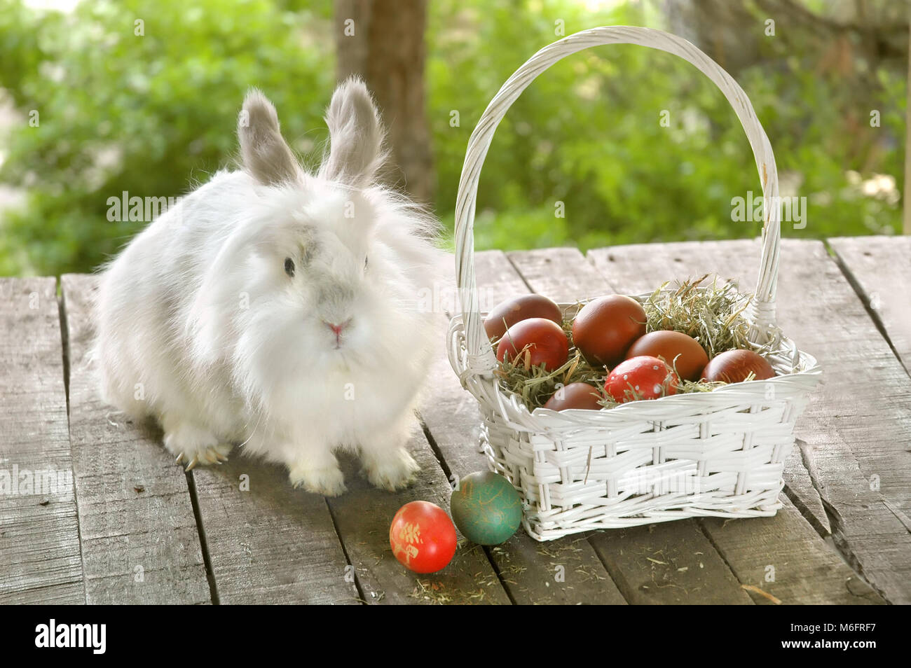 White bunny near white basket with Easter eggs on old wooden table ...