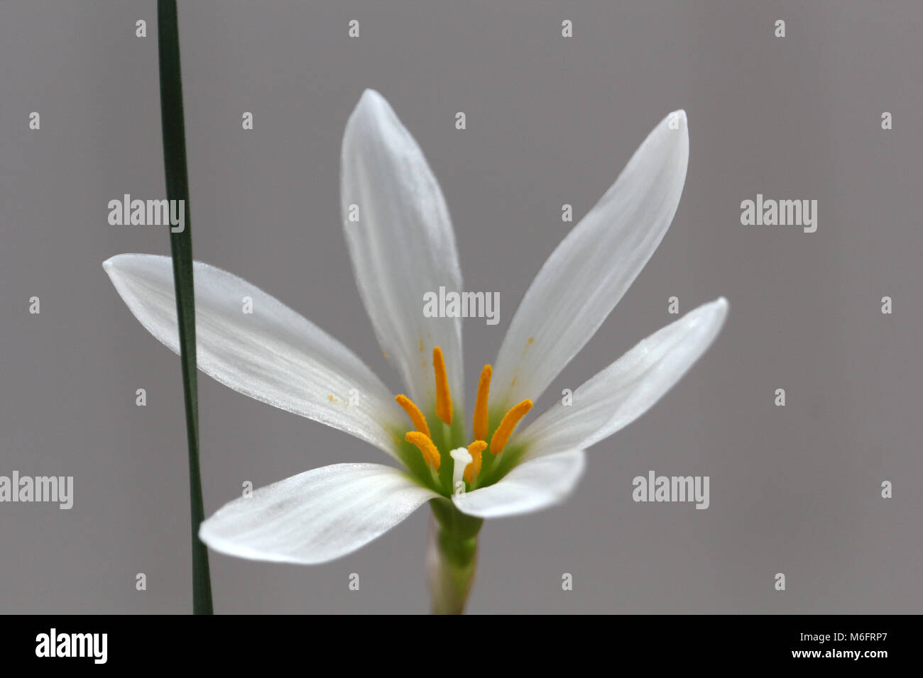 Fresh white floret on the gray background photo Stock Photo