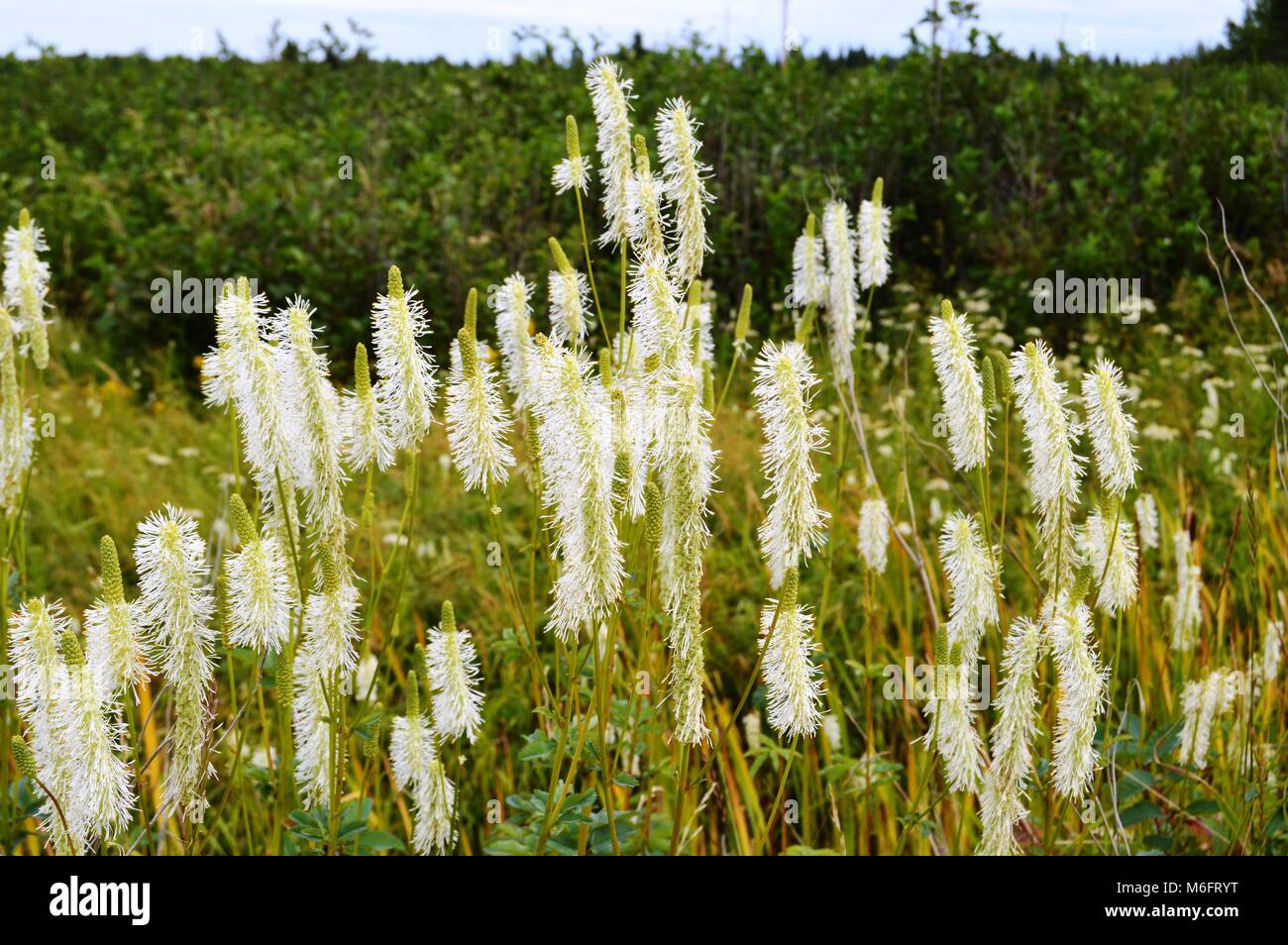 canadian burnet, culver*s root, Stock Photo