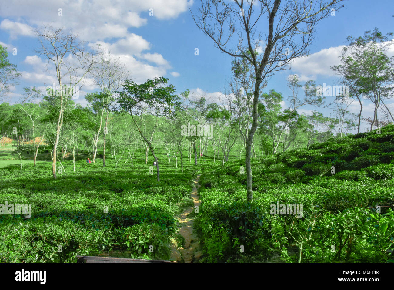 The great tea garden in Bangladesh Stock Photo Alamy