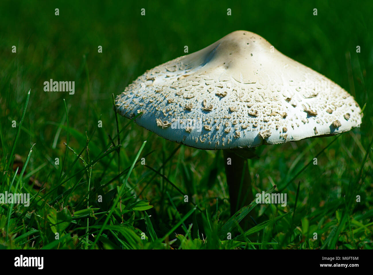 Parasol Mushroom growing in yard Stock Photo Alamy