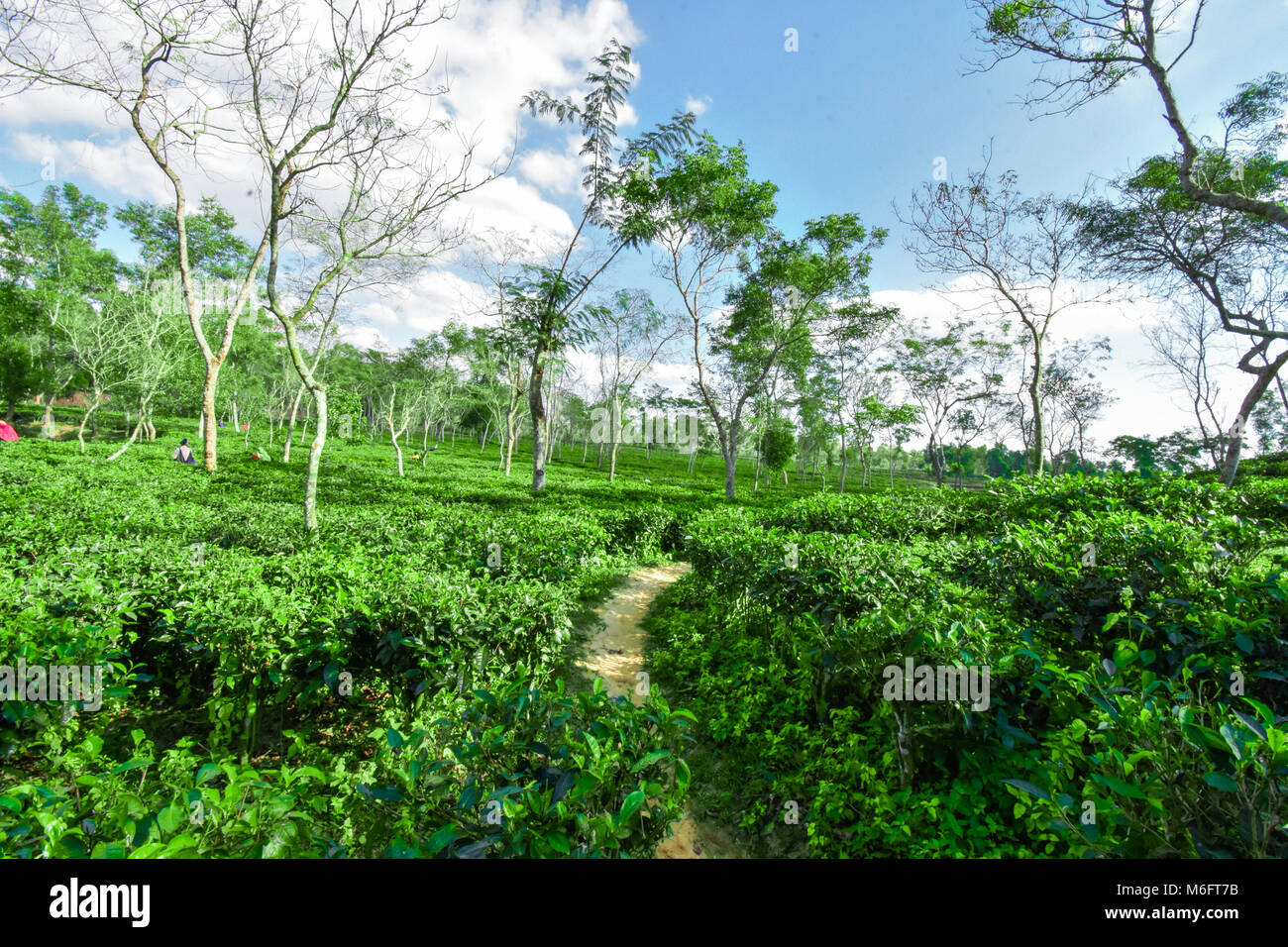 The great tea garden in Bangladesh Stock Photo Alamy