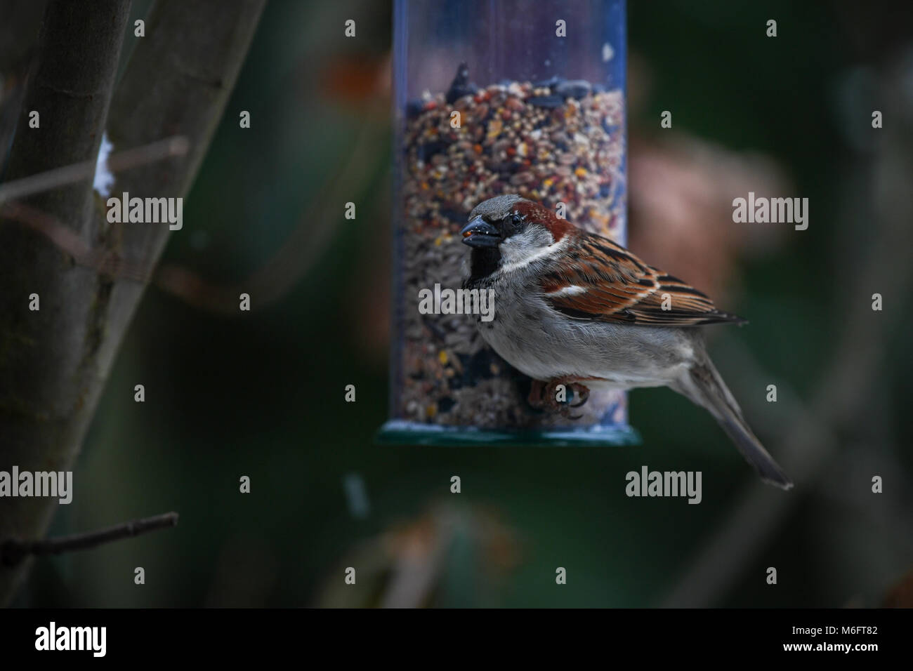 A close up of a single sparrow perched on a garden feeder eating mixed seed with seed visible in beak. Stock Photo
