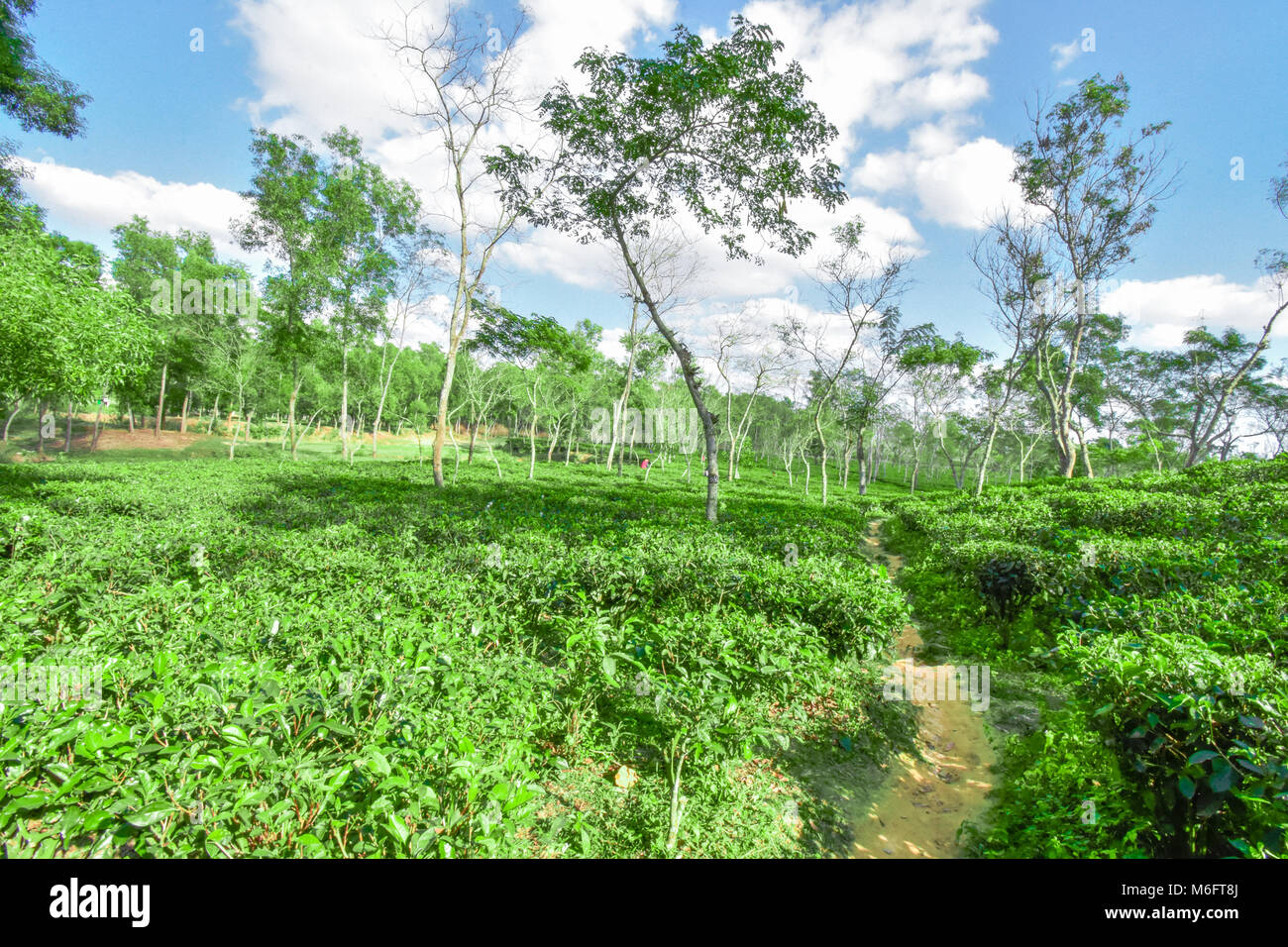Tea Bangladesh Stock Photos & Tea Bangladesh Stock Images Alamy