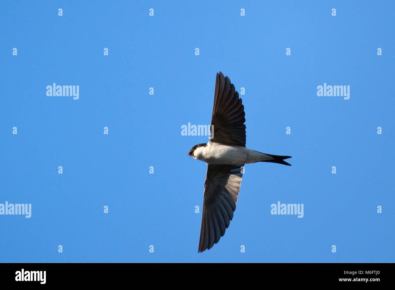 House martin (Delichon urbicum) flying overhead with insect prey in its beak to feed its chicks with, Lacock, Wiltshire, UK, June. Stock Photo