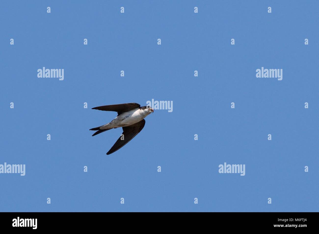 House martin (Delichon urbicum) flying overhead with insects in its beak to feed its chicks with, Lacock, Wiltshire, UK, June. Stock Photo