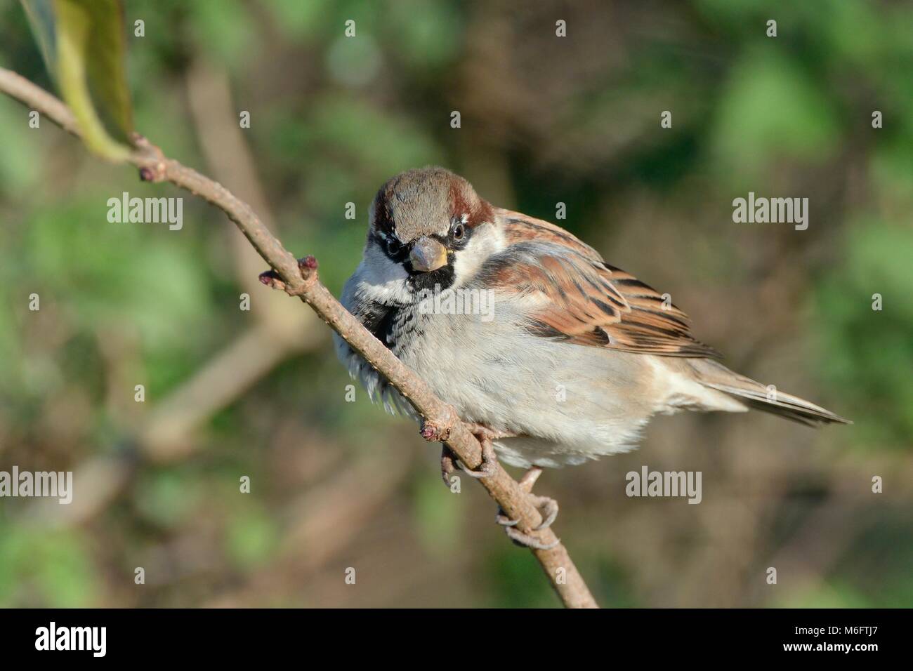 House sparrow (Passer domesticus) male perched in a bush, Somerset, UK, December. Stock Photo