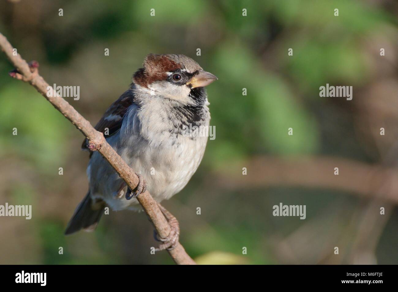 House sparrow (Passer domesticus) male perched in a bush, Somerset, UK, December. Stock Photo