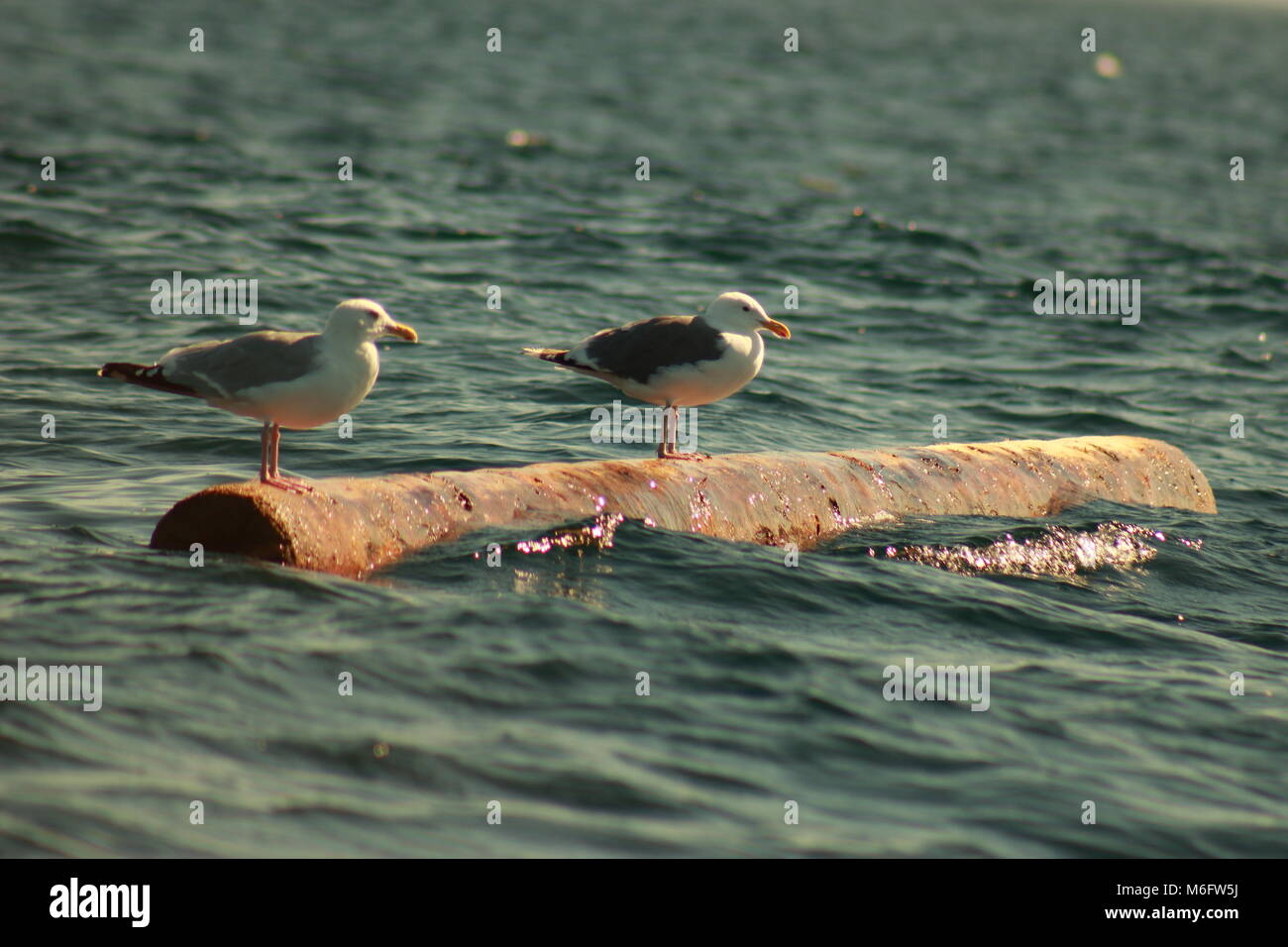 seagulls sitting on a floating bole Stock Photo