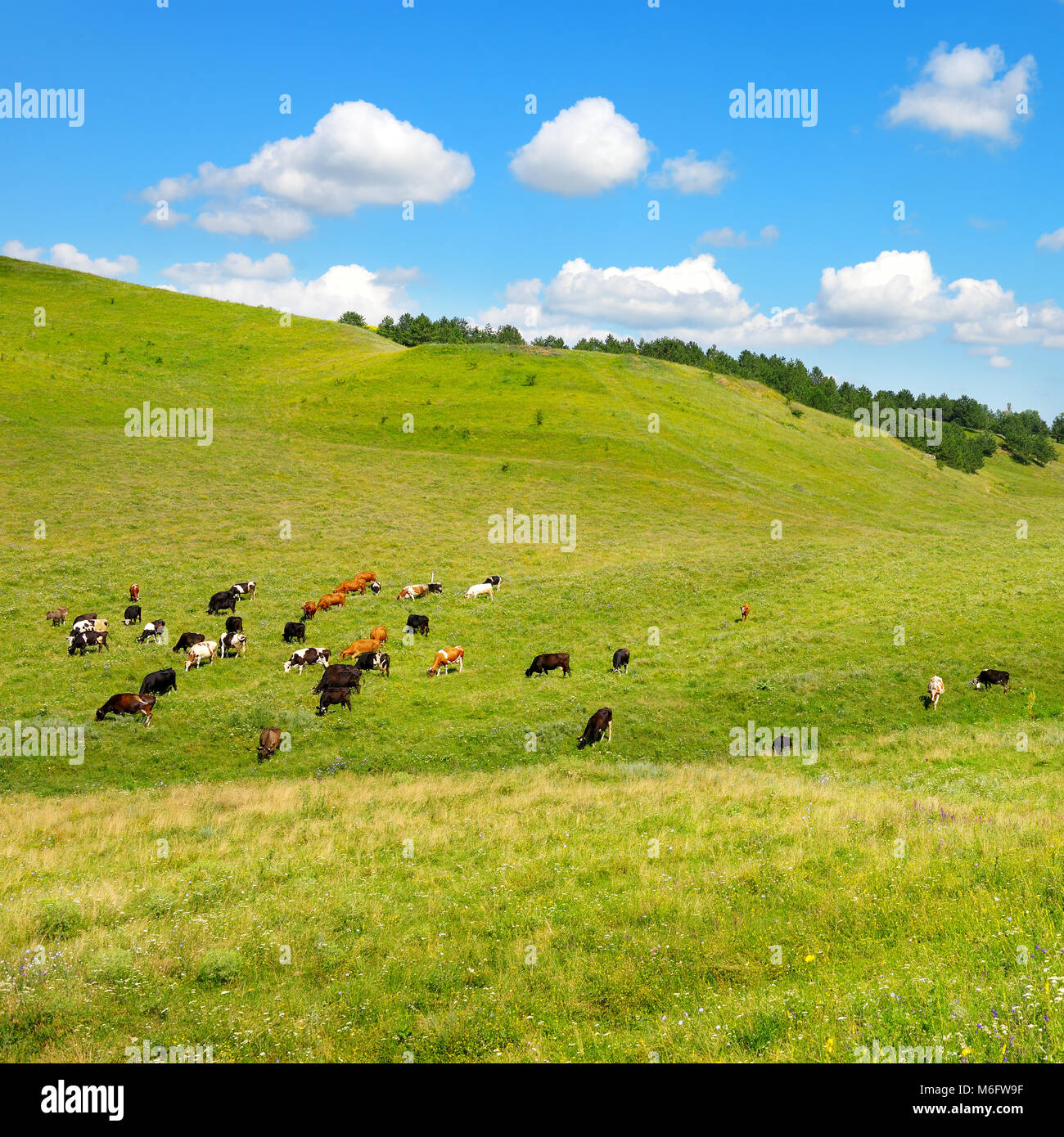 Cow green grass field farm cloud farmland hi-res stock photography and ...