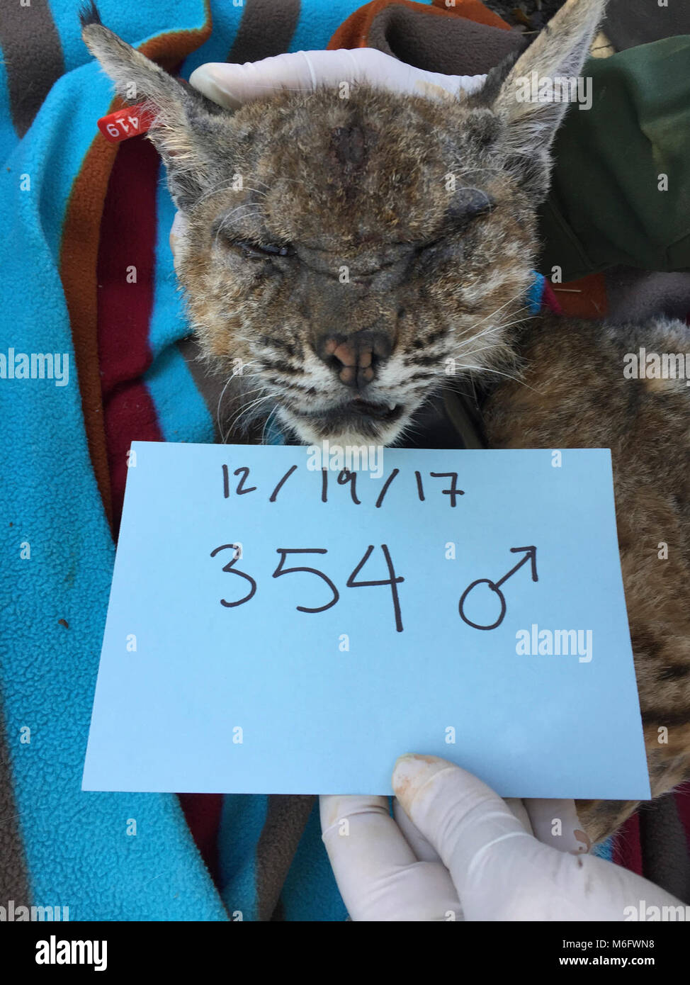 B354 (Mangy Bobcat). This adult male bobcat was captured in the