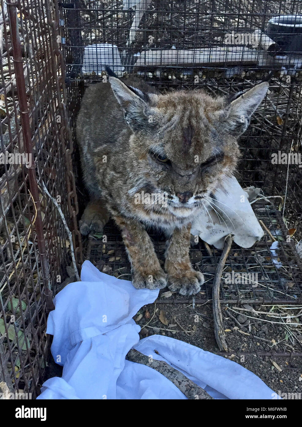 B-354 (Mangy Bobcat). This adult male bobcat was captured in the Thousand  Oaks area and was suffering from mange disease Stock Photo - Alamy, image size:986x1390