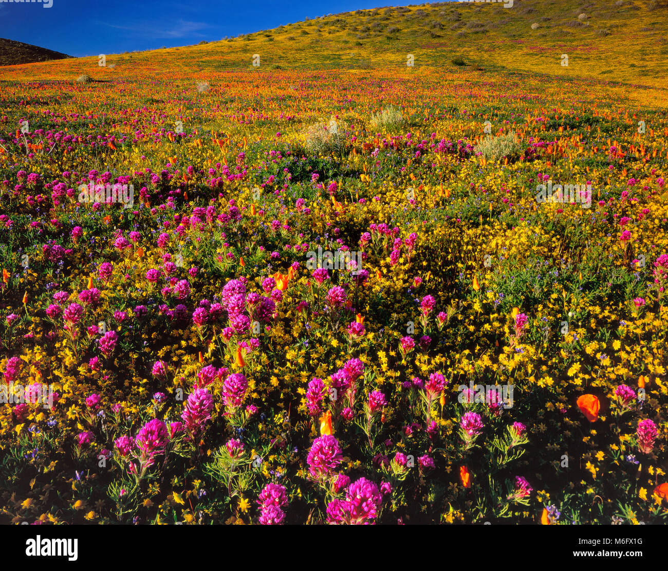 Owls Clover, Poppies, Antelope Valley California Poppy Reserve, Kern