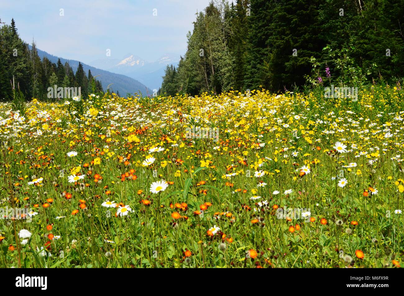 flower mountain meadow Stock Photo