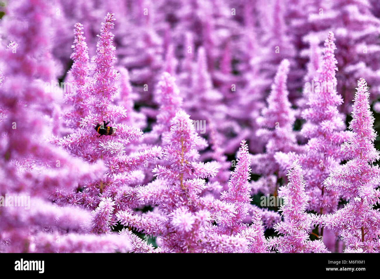 Beautiful Bushes of flowers Astilbe with a fluffy pink panicles and a bumble bee on the flower closeup, nice background Stock Photo