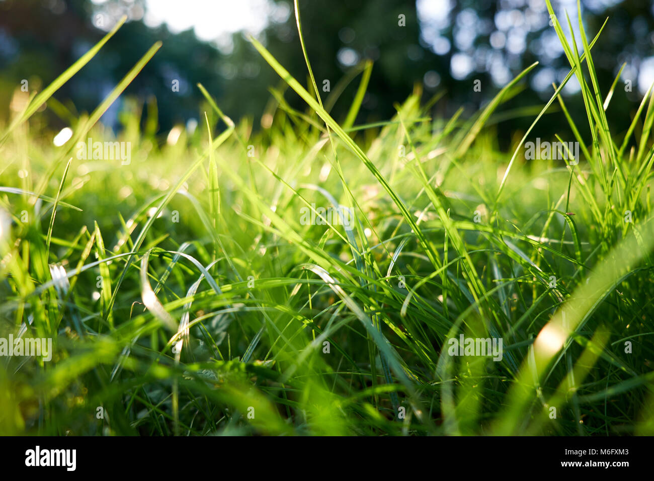 Green grass background/ green grass close up Stock Photo - Alamy
