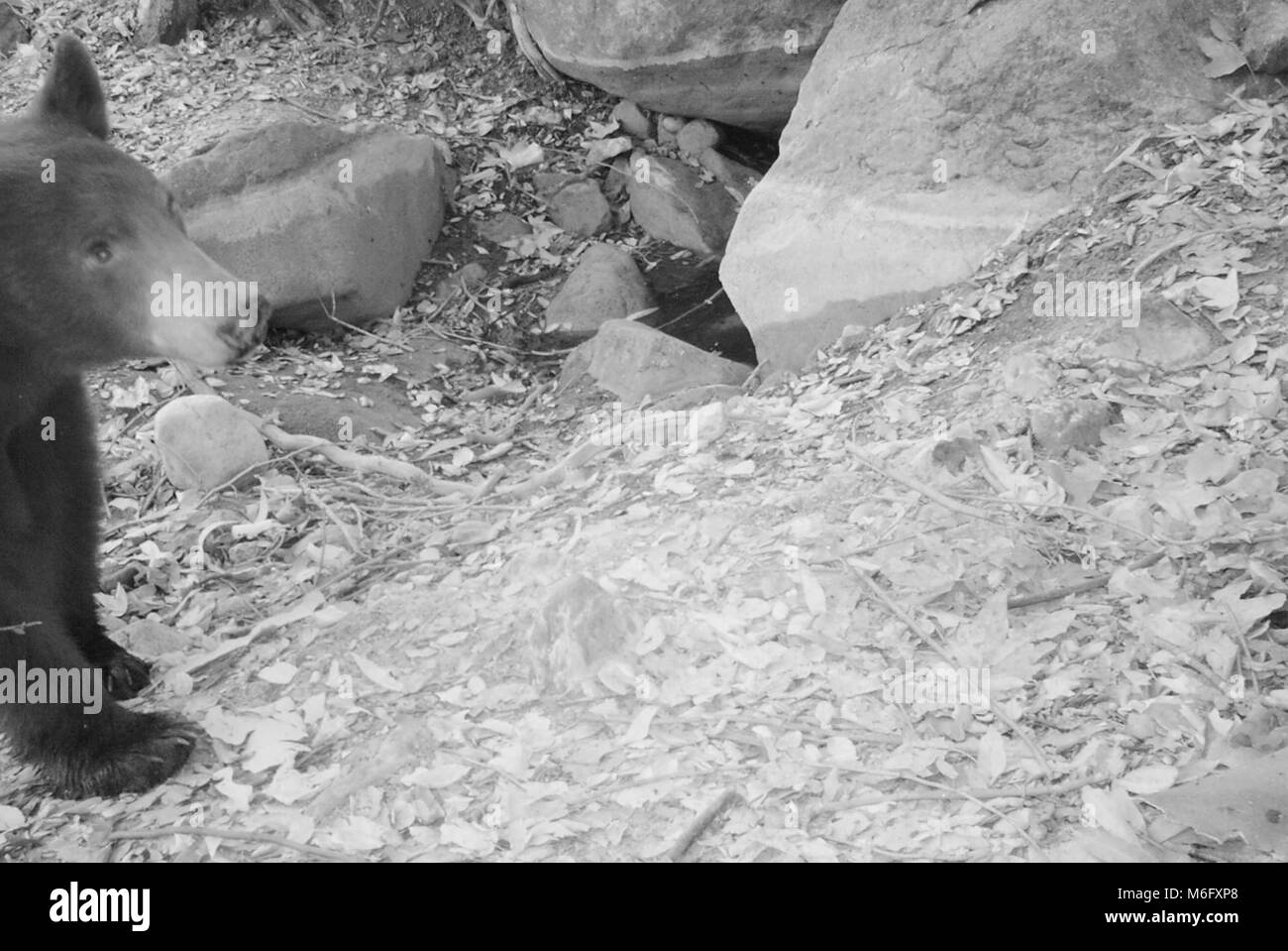 Black Bear in Malibu Creek State Park. Camera traps picked up the presence of  black bear in Malibu Creek State Park on July 26, 2016. There is not resident population of bears in the Santa Monica Mountains and it is rare for a bear to travel into them. Stock Photo