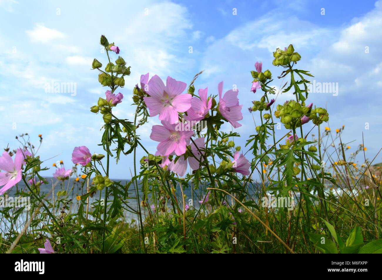hairy willow herb Stock Photo