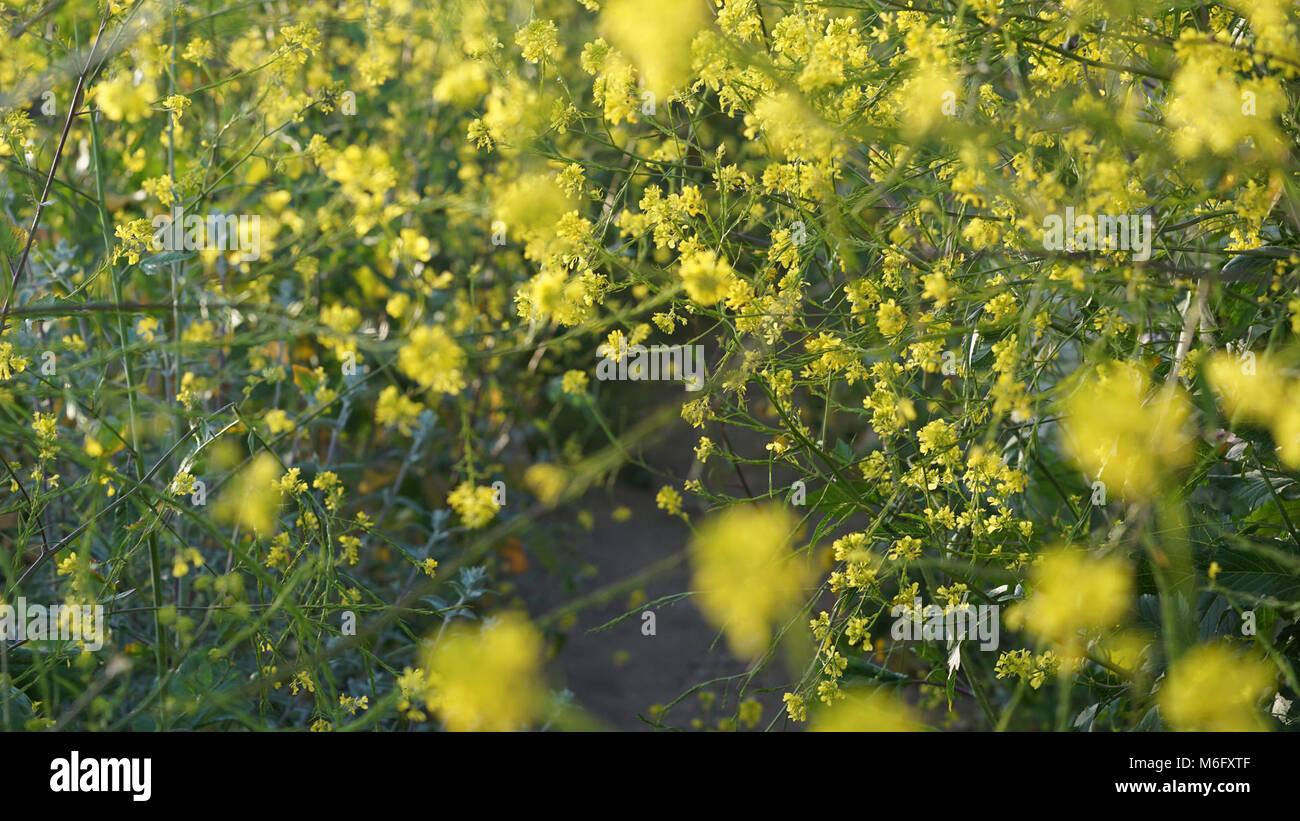 Black mustard overruns trail. Invasive black mustard (Brassica negra