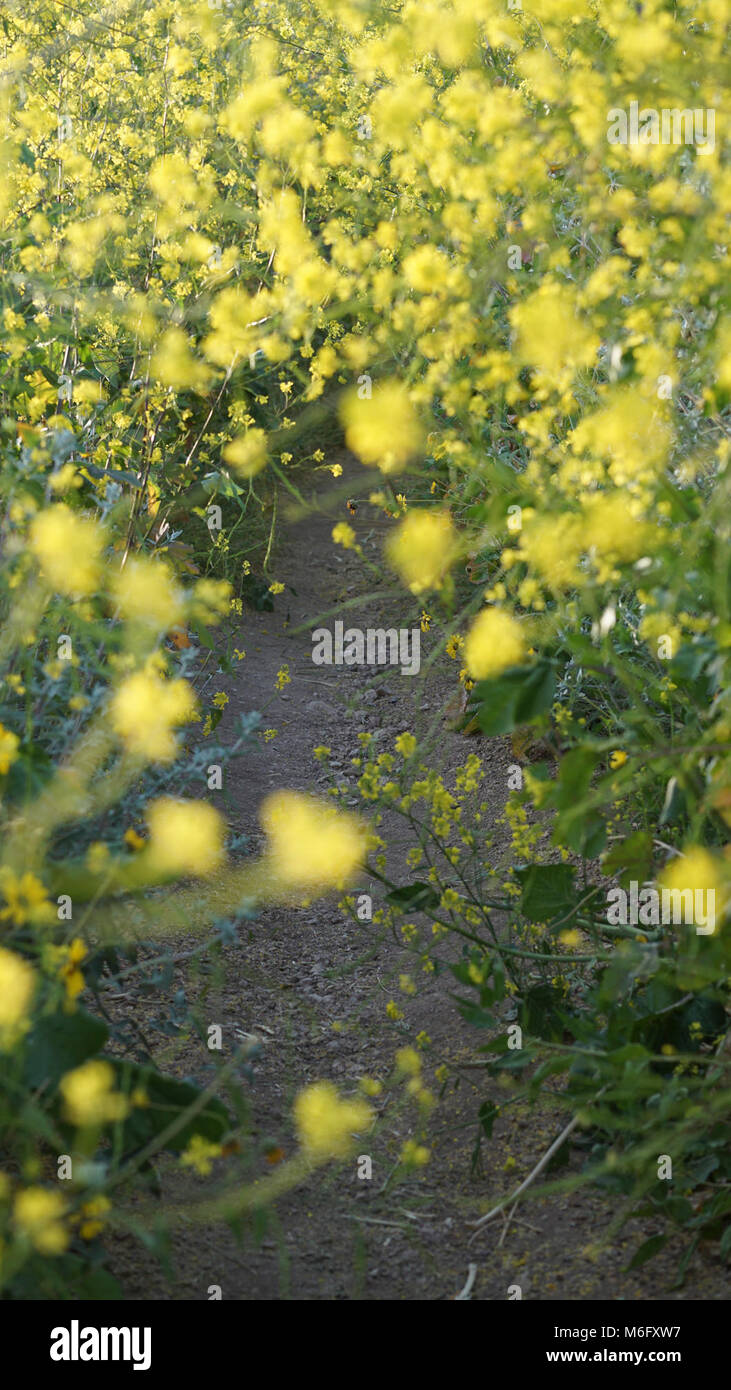 Black mustard overruns trail. Invasive black mustard (Brassica negra