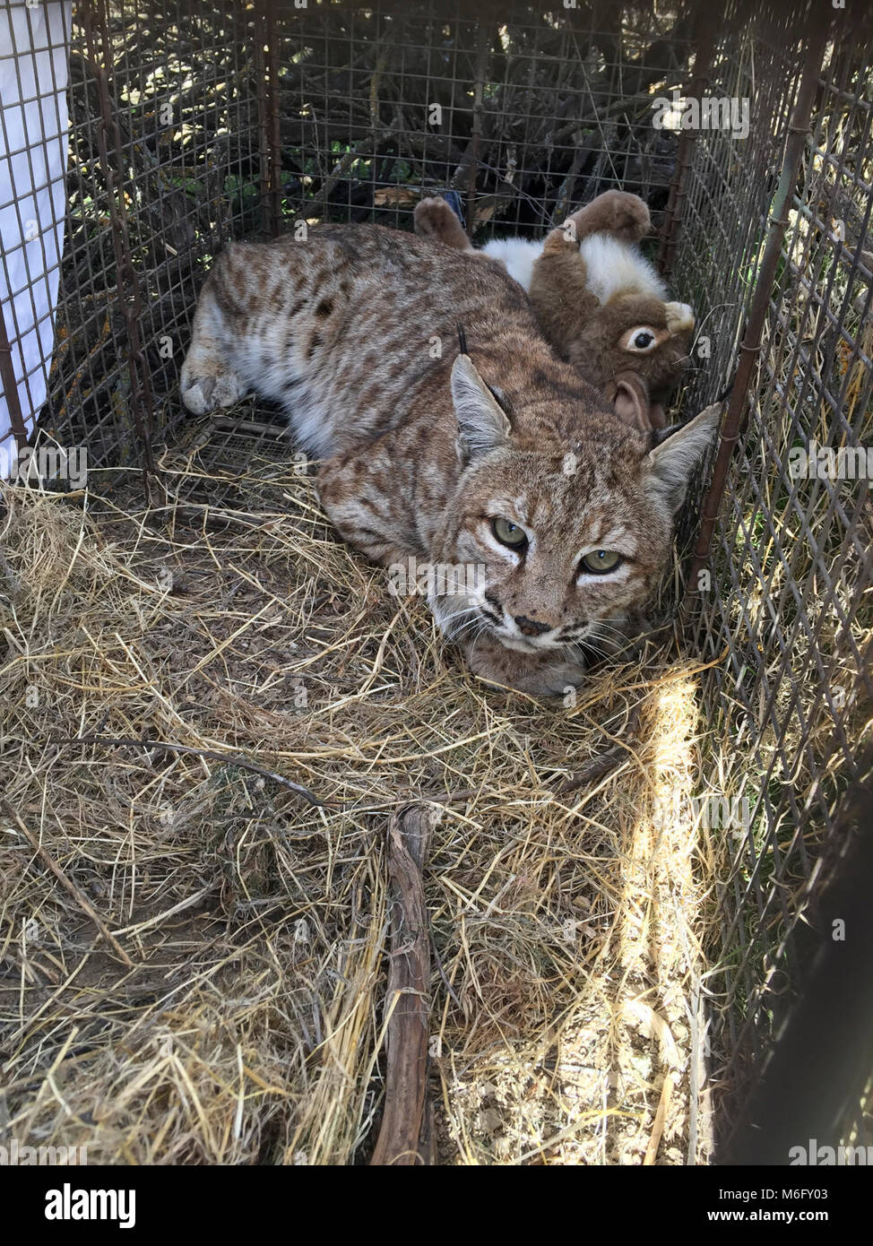 Bobcat 355. B355 was captured in January 2018 and outfitted with a GPS
