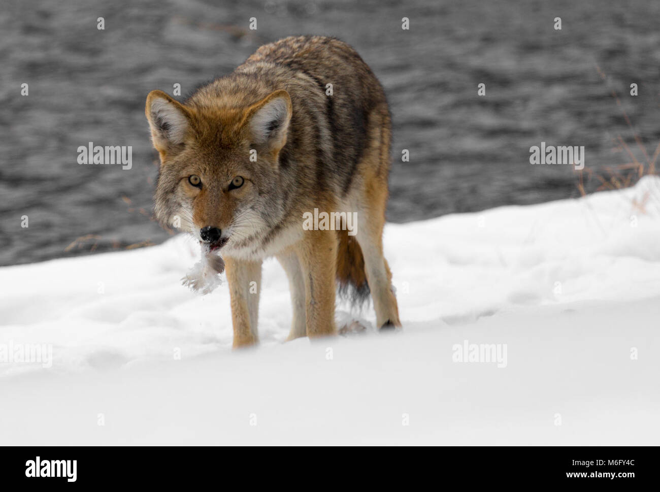 Bye, bye birdie Stock Photo - Alamy