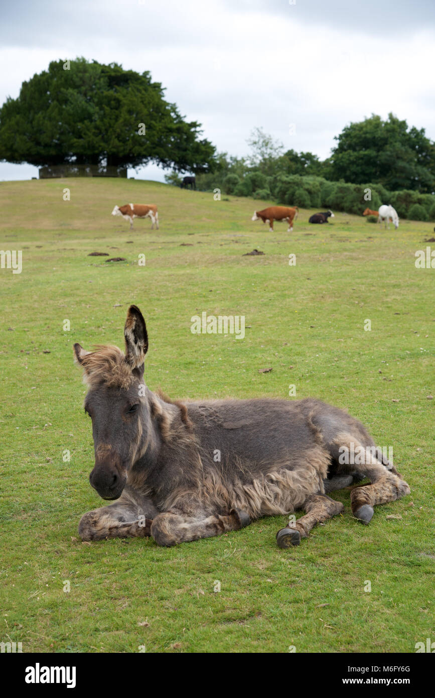A New Forest pony Stock Photo