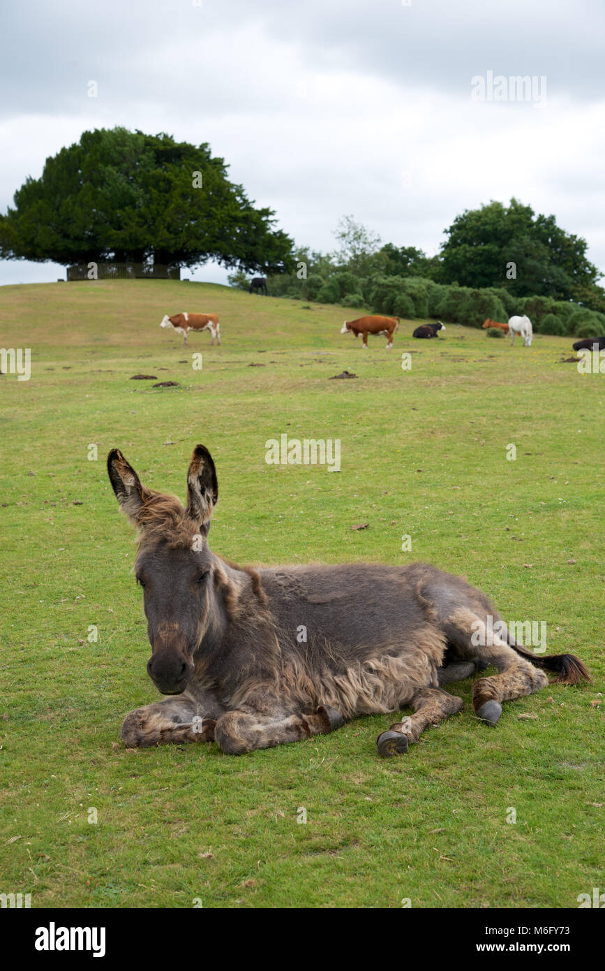 A New Forest pony Stock Photo