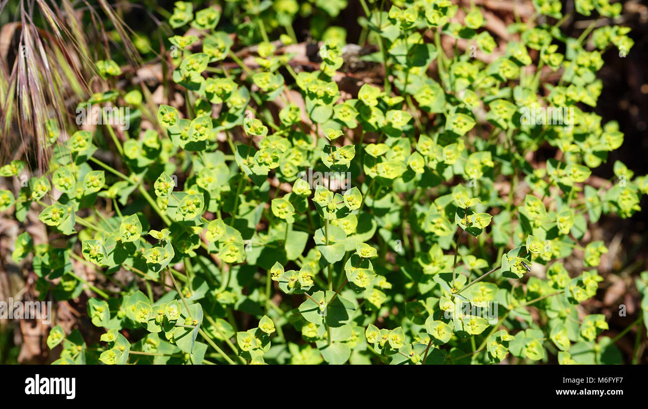 Carnation Spurge. Carnation spurge (Euphorbia terracina) is a highly