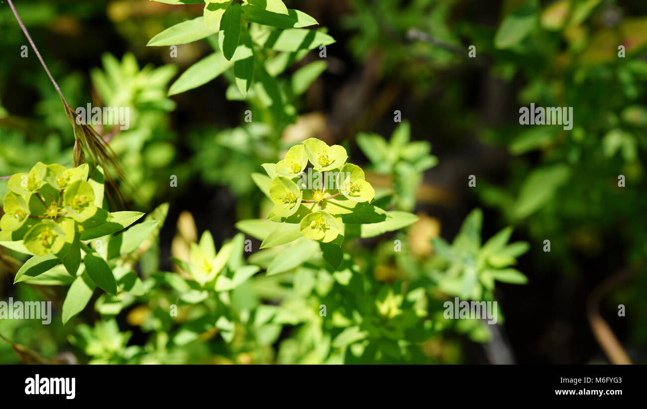 Carnation Spurge. Carnation spurge (Euphorbia terracina) is a highly