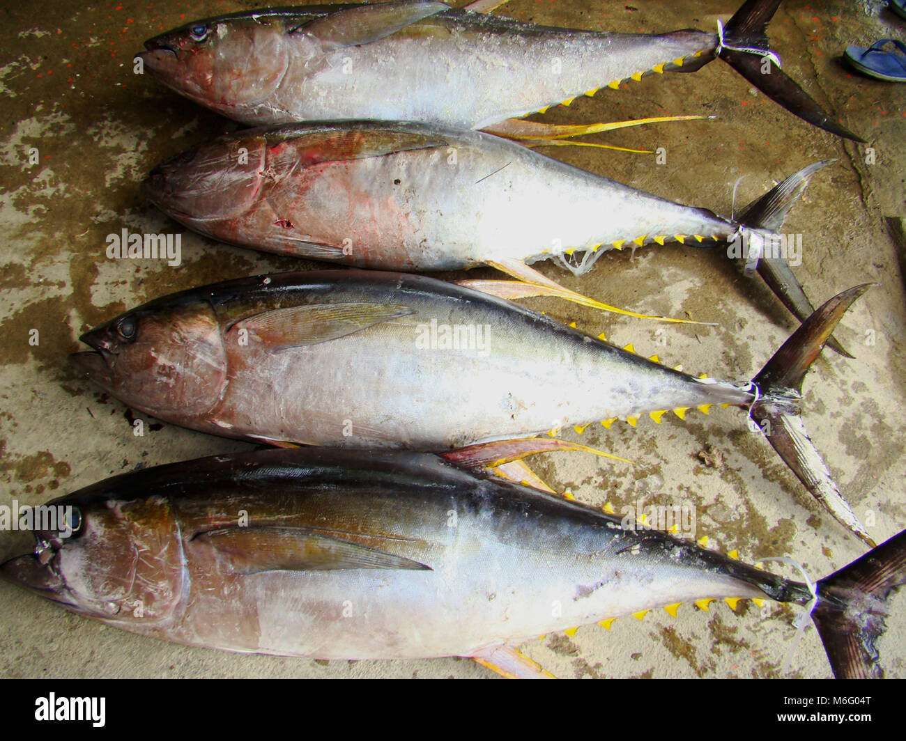 Artisanal yellowfin tuna handline fishing in the waters of Mindoro