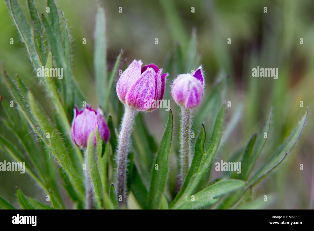 Cut-leaf anenome (Anemone multifida). Stock Photo