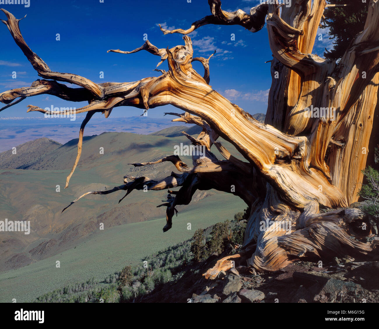 Bristlecone Pine,  Pinus longaeva, White Mountains, Inyo National Forest, Eastern Sierra, California Stock Photo