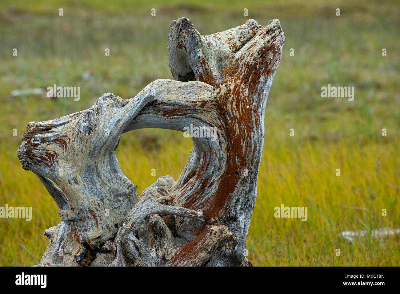 Driftwood Bering Land Bridge National Preserve Stock Photo Alamy