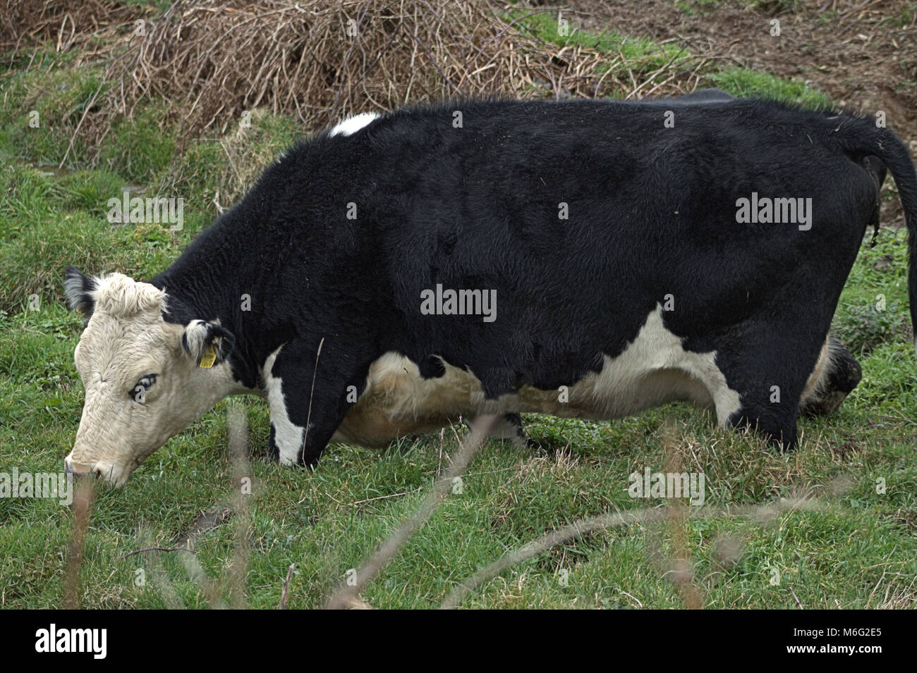 The cow had come near a swampy part of the field to drink and got stuck fast. Stock Photo