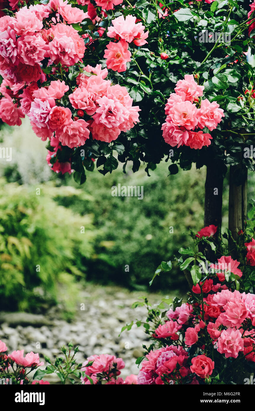 Rose espalier hires stock photography and images Alamy