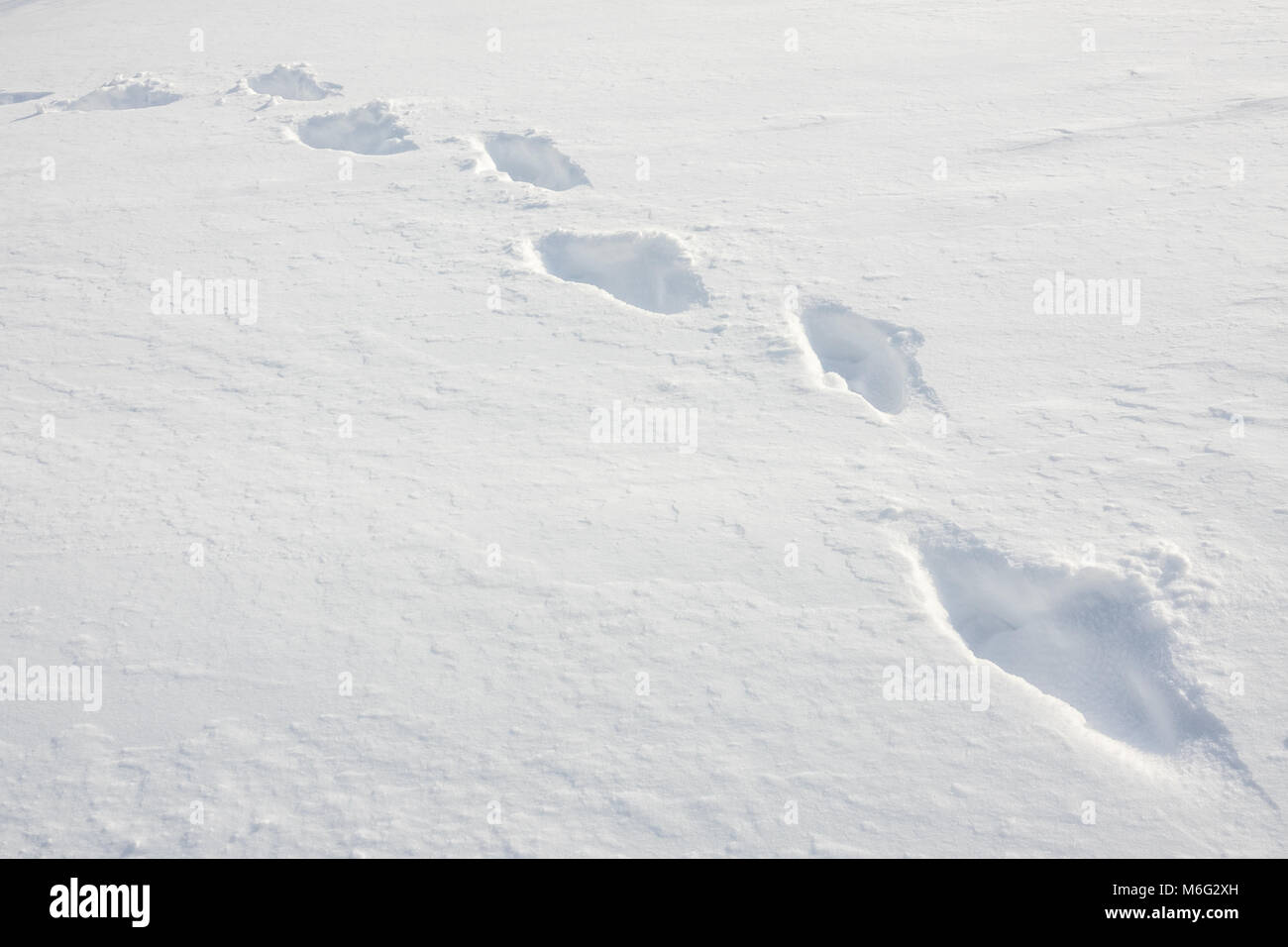 A Trail Of Footprints Through Fresh Deep Snow Stock Photo
