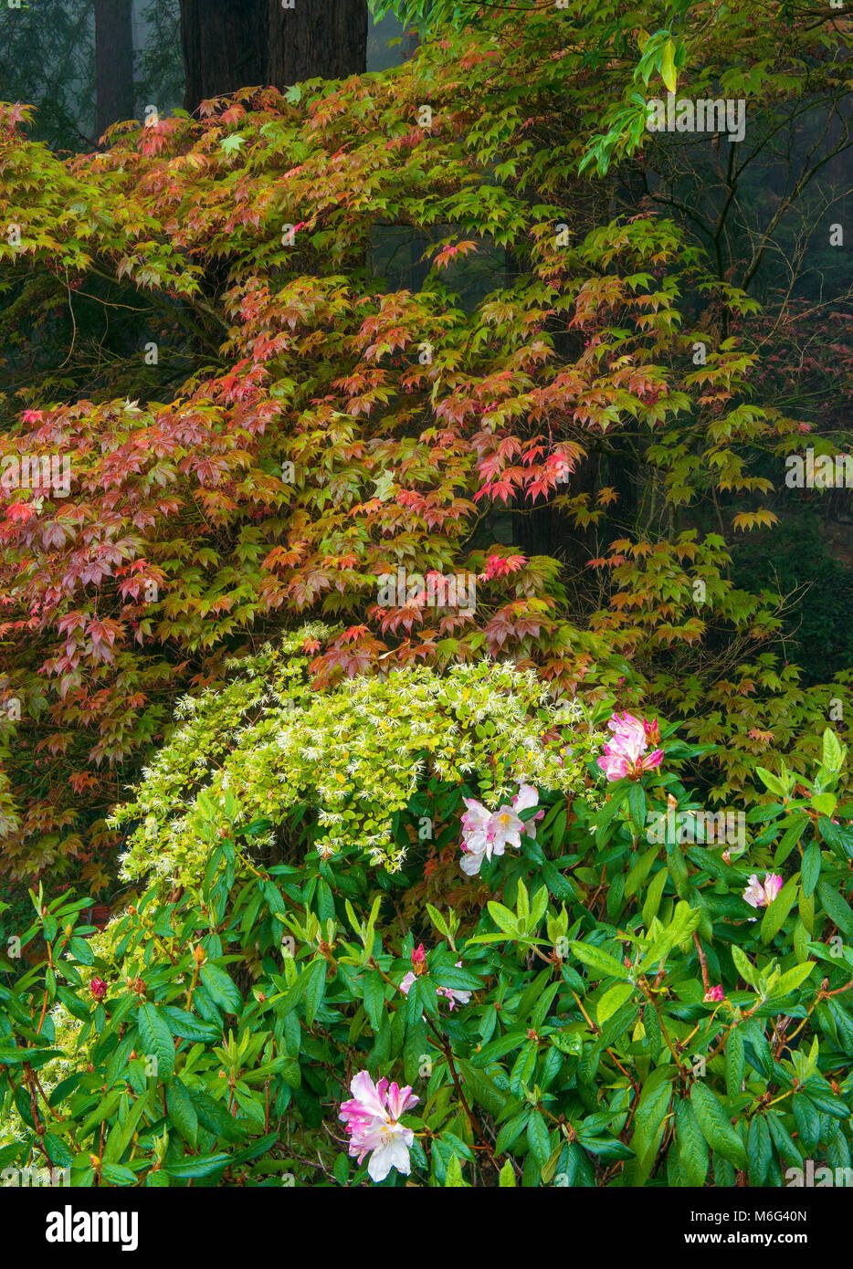 Azalea, Japanese Maple, Fern Canyon Garden, Mill Valley, California Stock Photo