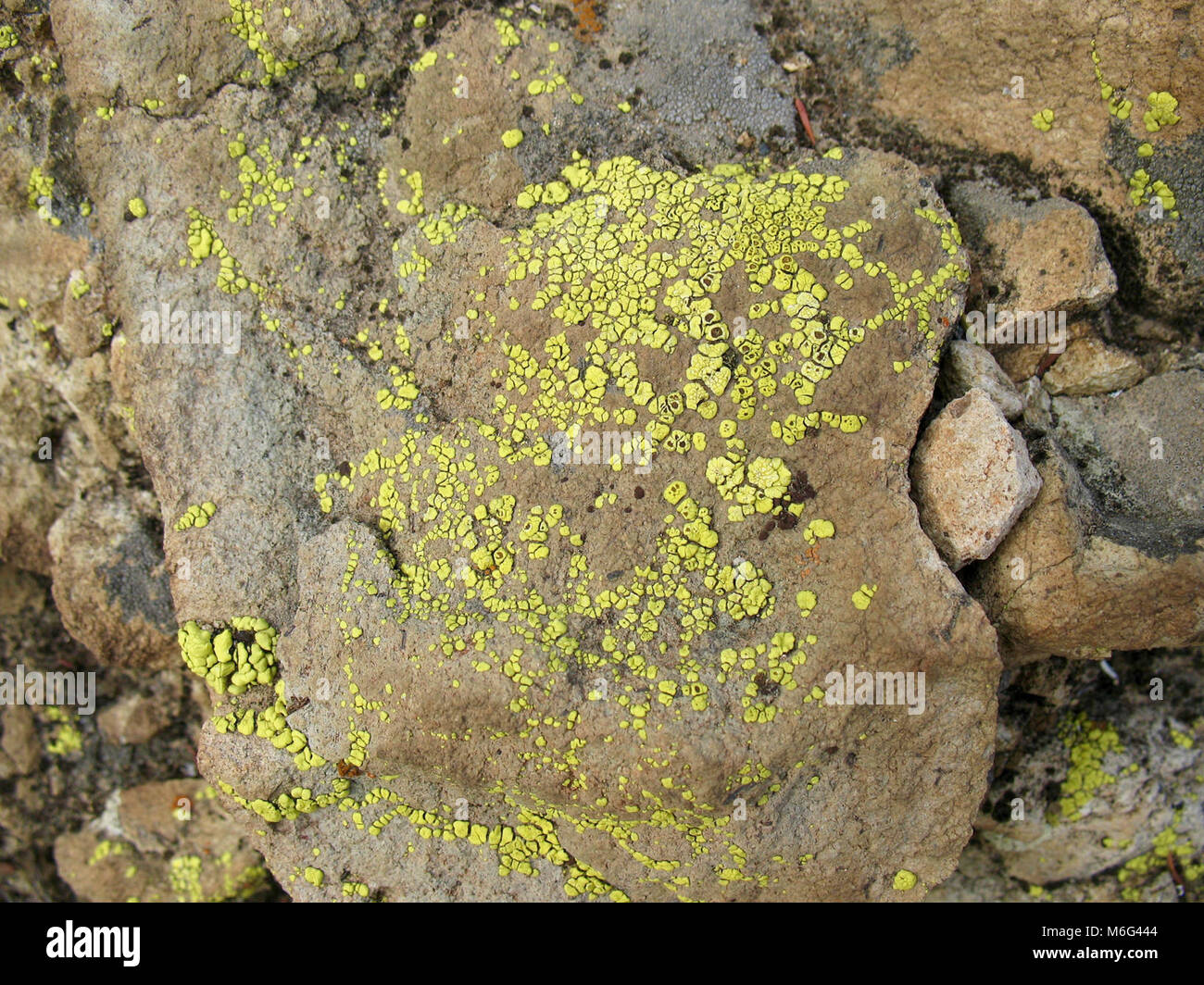 Lichen. Acarospora socialis Stock Photo
