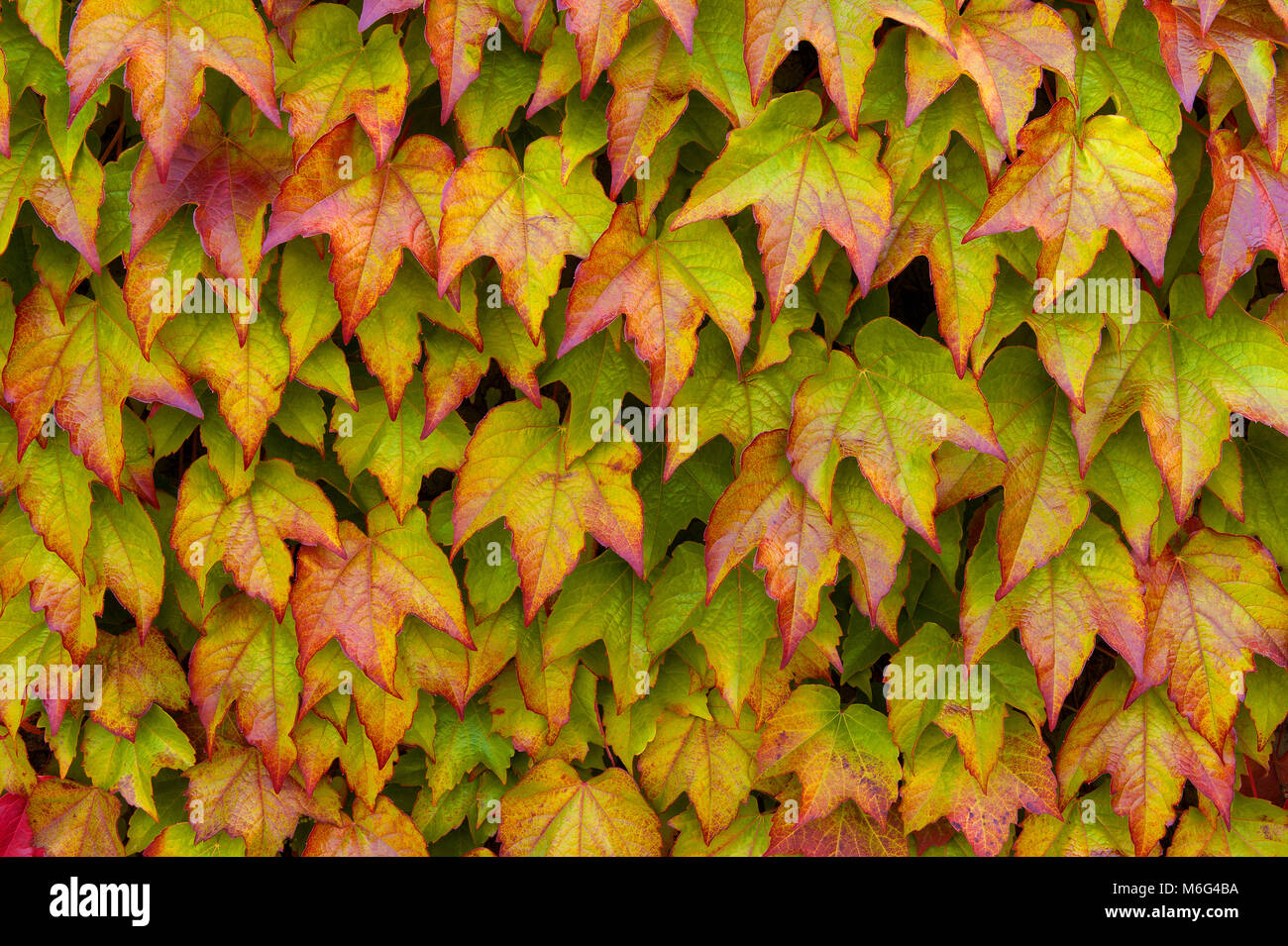 Boston Ivy, Parthenocissus tricuspidata, Veitchii, Mill Valley, Marin County, California Stock Photo