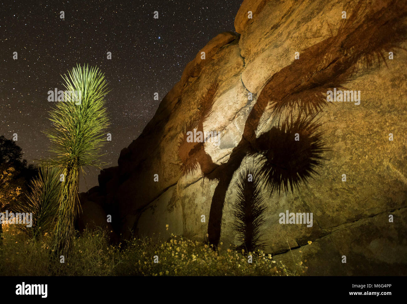 Night sky of Joshua Tree National Park Stock Photo - Alamy