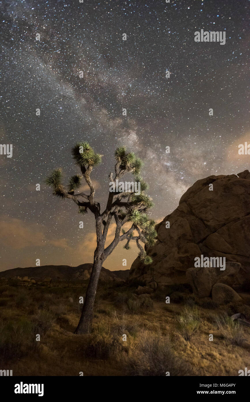 Night sky of Joshua Tree National Park Stock Photo - Alamy