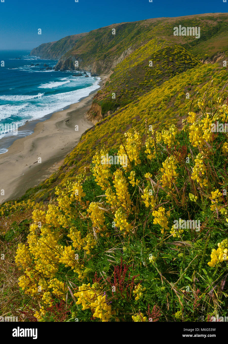 Yellow Tree Lupin, Tomales Point, Point Reyes National Seashore, Marin County, California Stock Photo